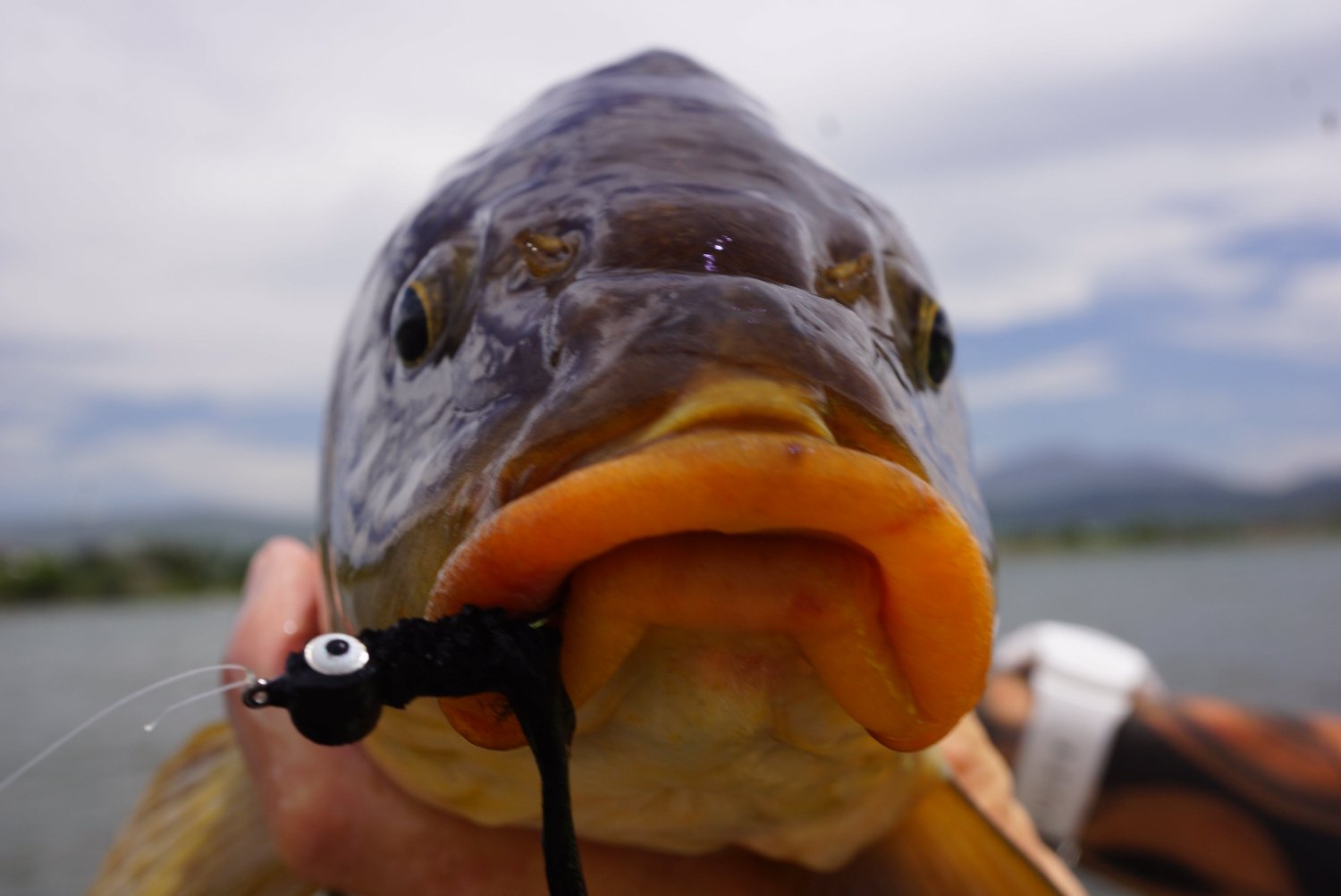 The Gimp-A Fish Record Fly.