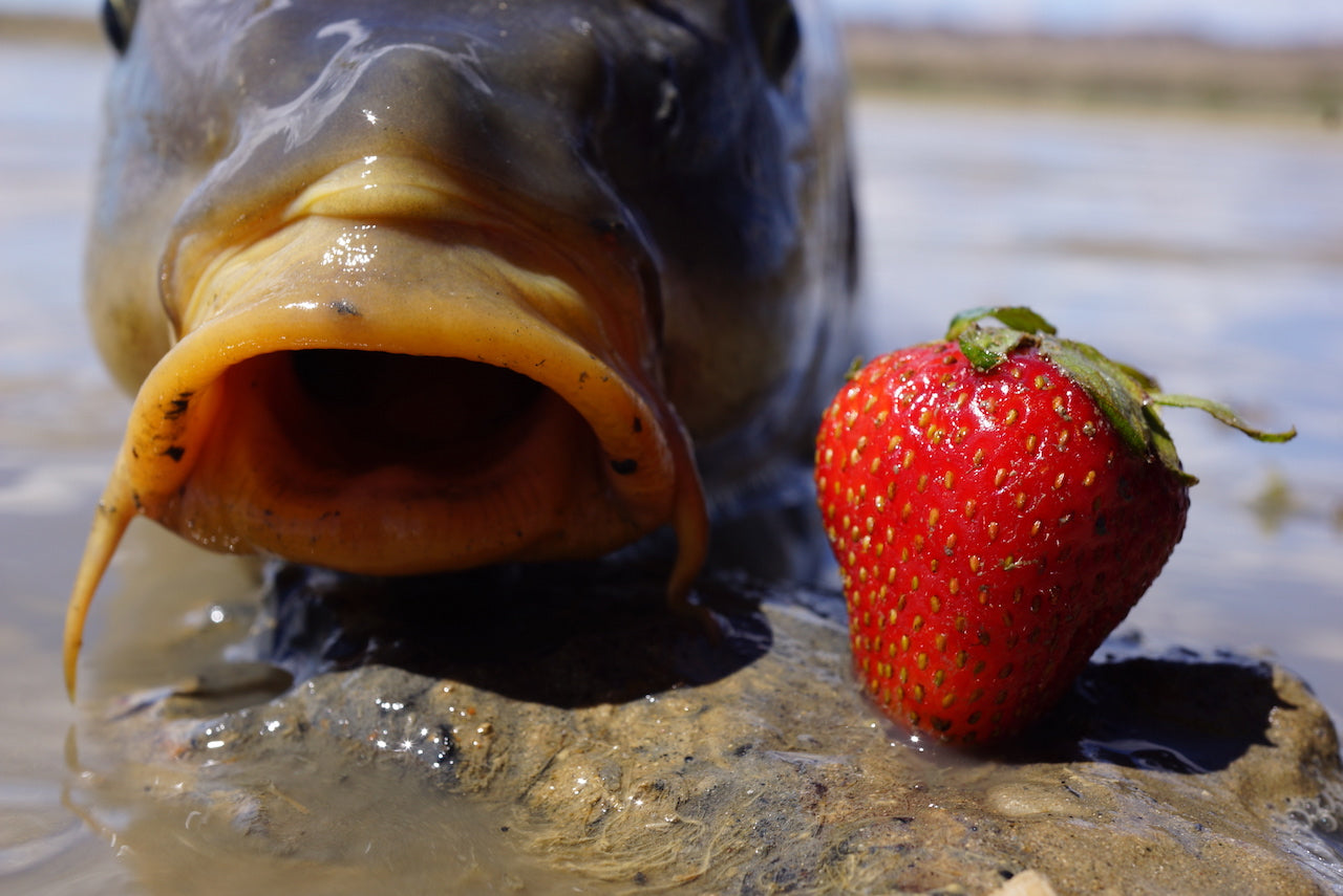 The Gimp-A Fish Record Fly.