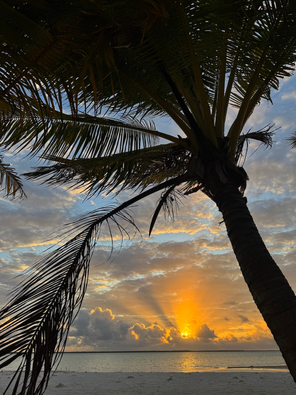 JIMMY WAS A ROCKSTAR