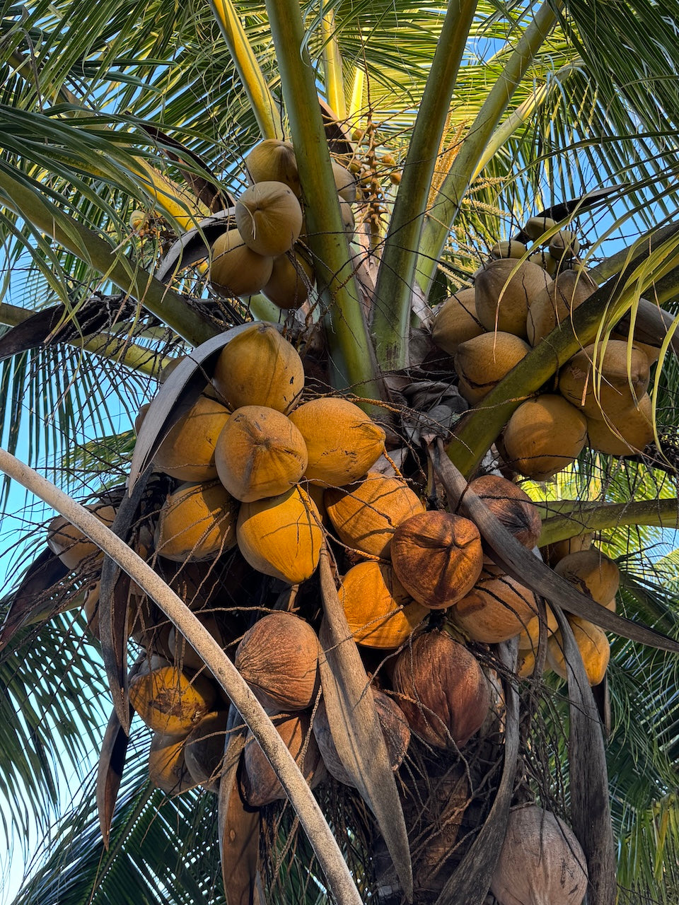 JIMMY WAS A ROCKSTAR