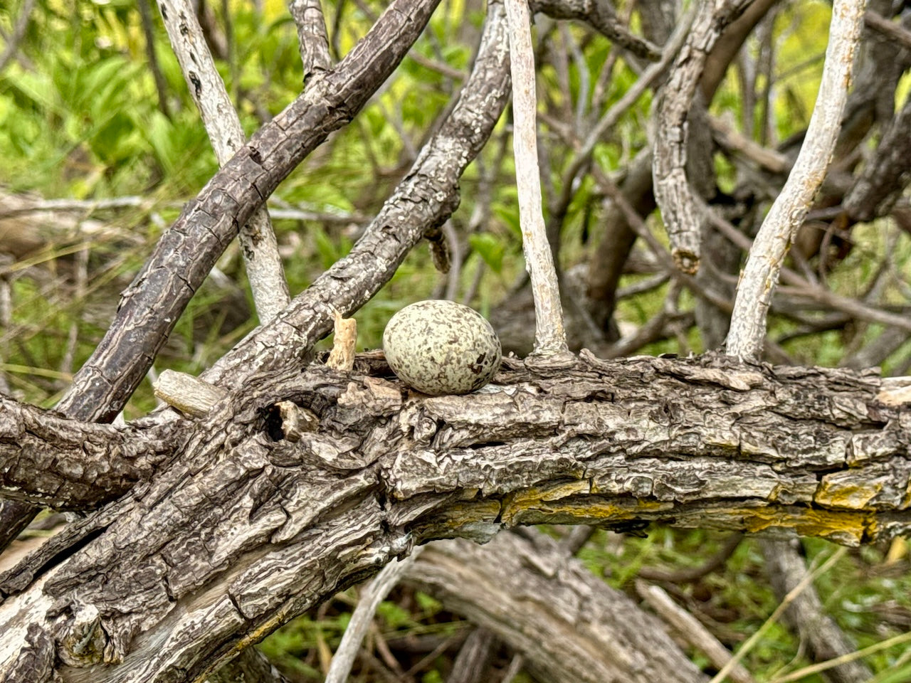 JIMMY WAS A ROCKSTAR