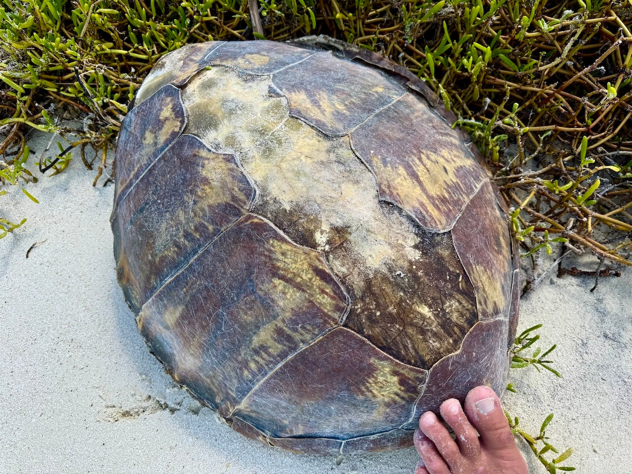 JIMMY WAS A ROCKSTAR