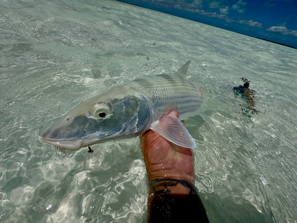 Loaded 11-Slim-Bonefish-Torpedo Shrimp-Fly Box-Mix