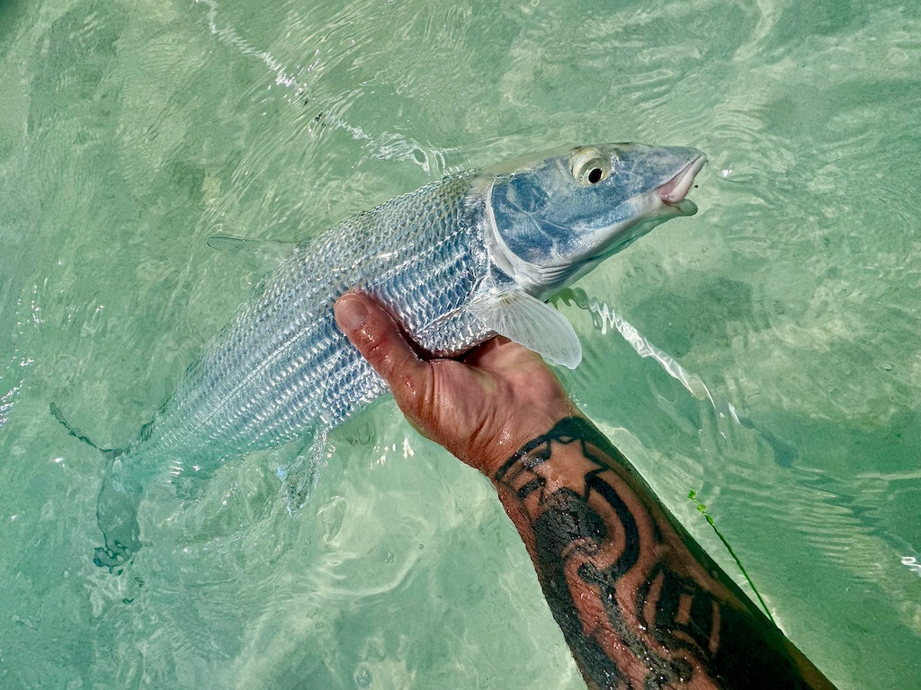 Bonefish Torpedo Shrimp Mix Pack's
