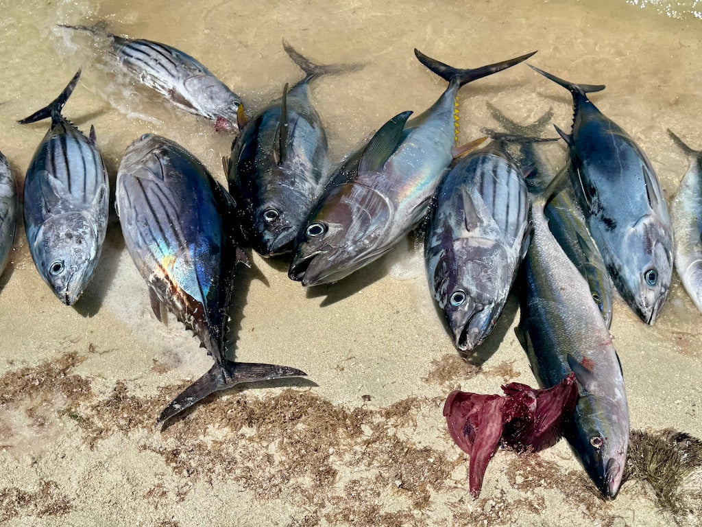 JIMMY WAS A ROCKSTAR