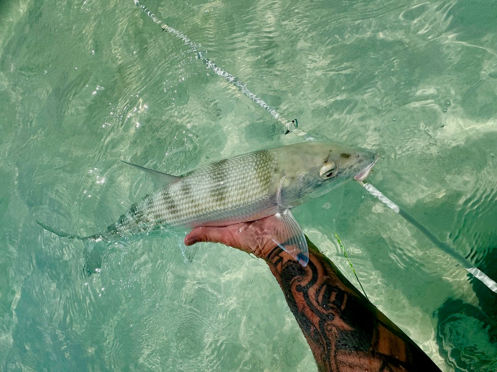 Loaded 11-Slim-Bonefish-Torpedo Shrimp-Fly Box-Mix