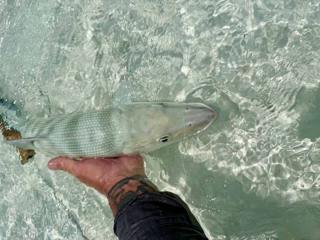 Torpedo Shrimp