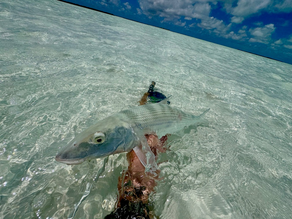 Bonefish Torpedo Shrimp Mix Pack's