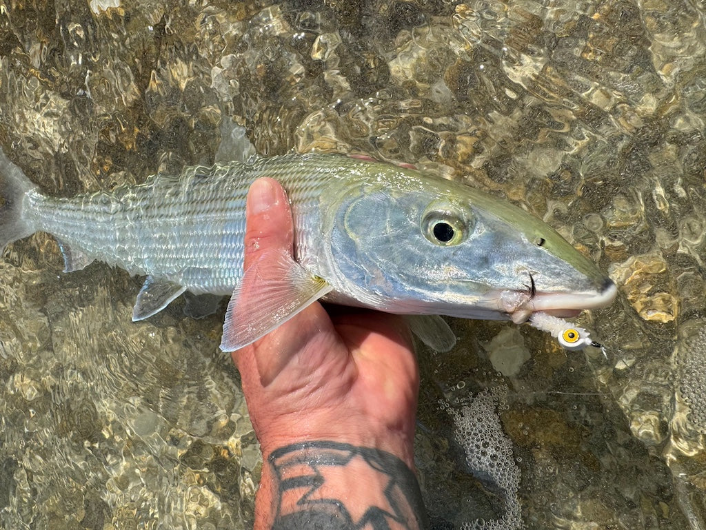 The Gimp-A Fish Record Fly.