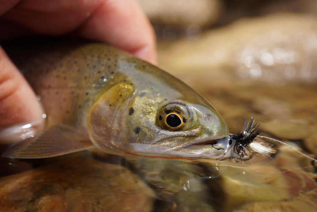 Loaded 6-Mayfly-Dry Fly Mix-Slim Fly Boxes.