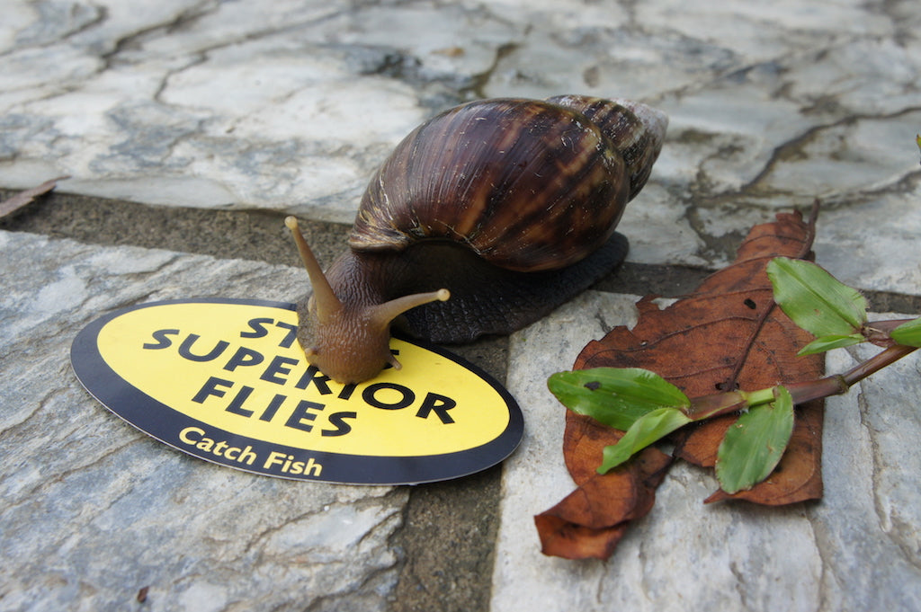 Floating Snail