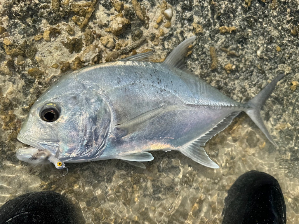 The Gimp-A Fish Record Fly.