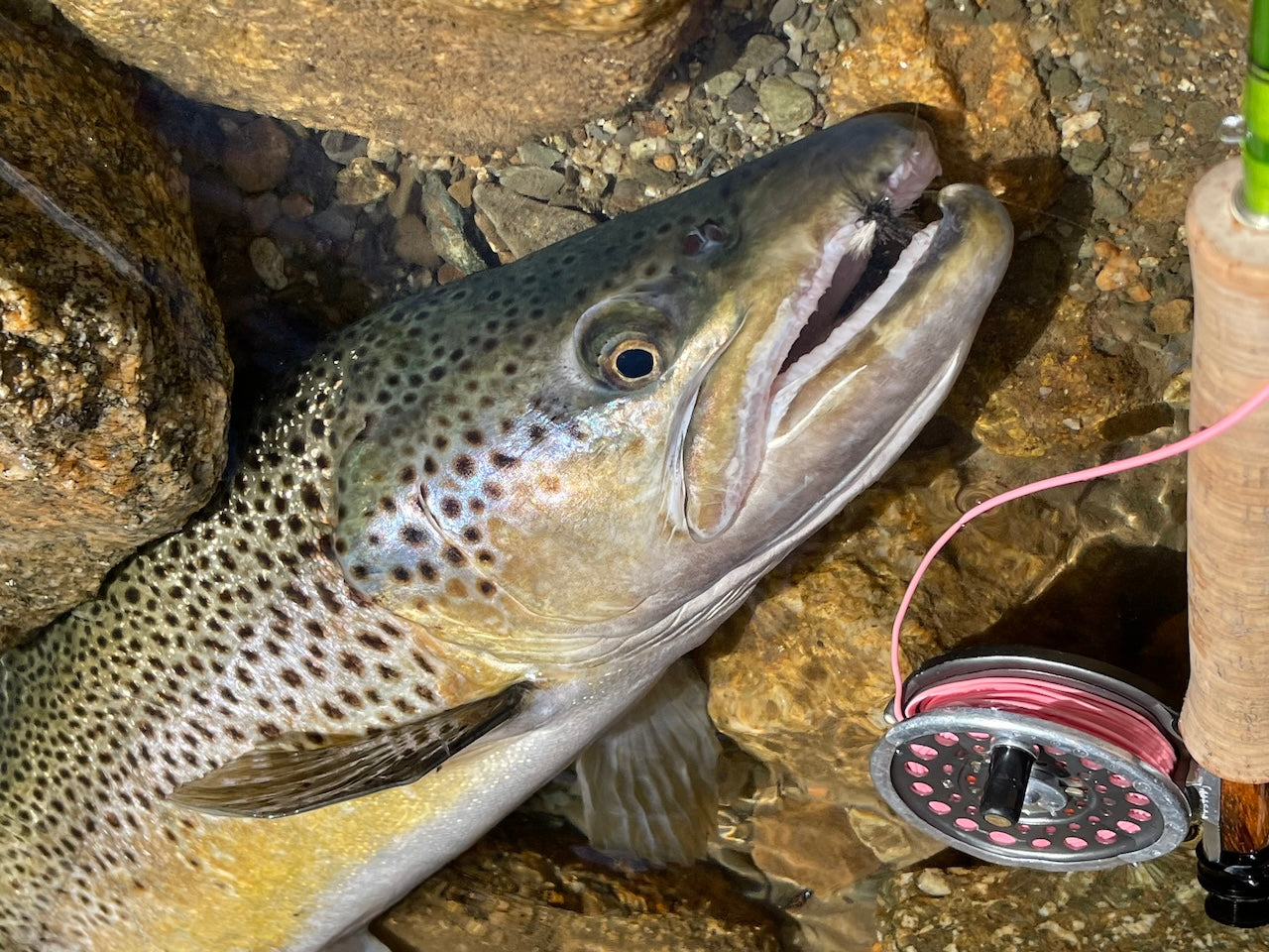 Custom Fly Pack's - Freshwater or Saltwater