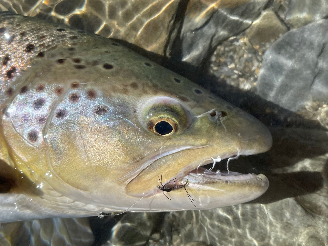 Deadly Nymph-Top Seller