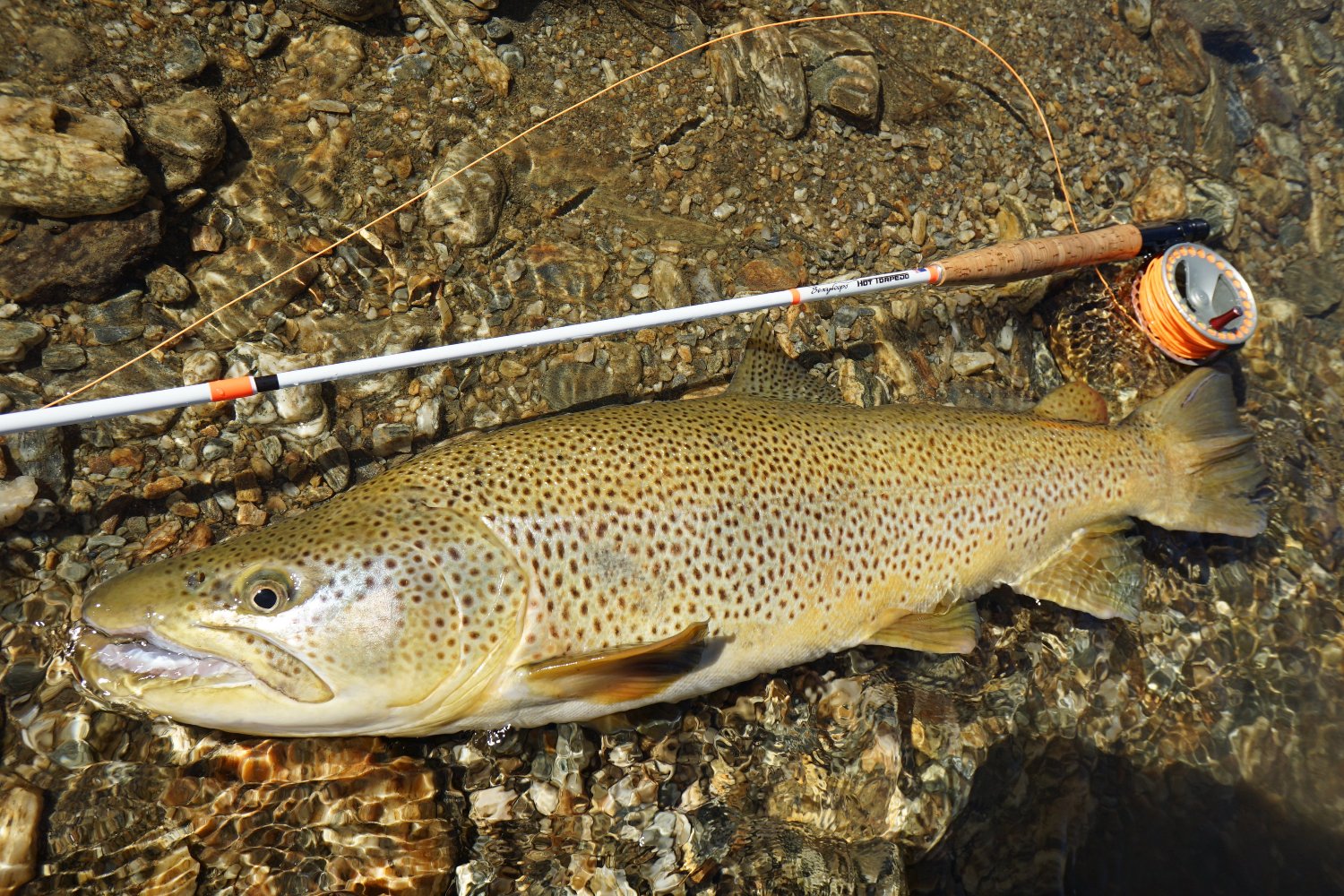 Deadly Nymph-Realistic