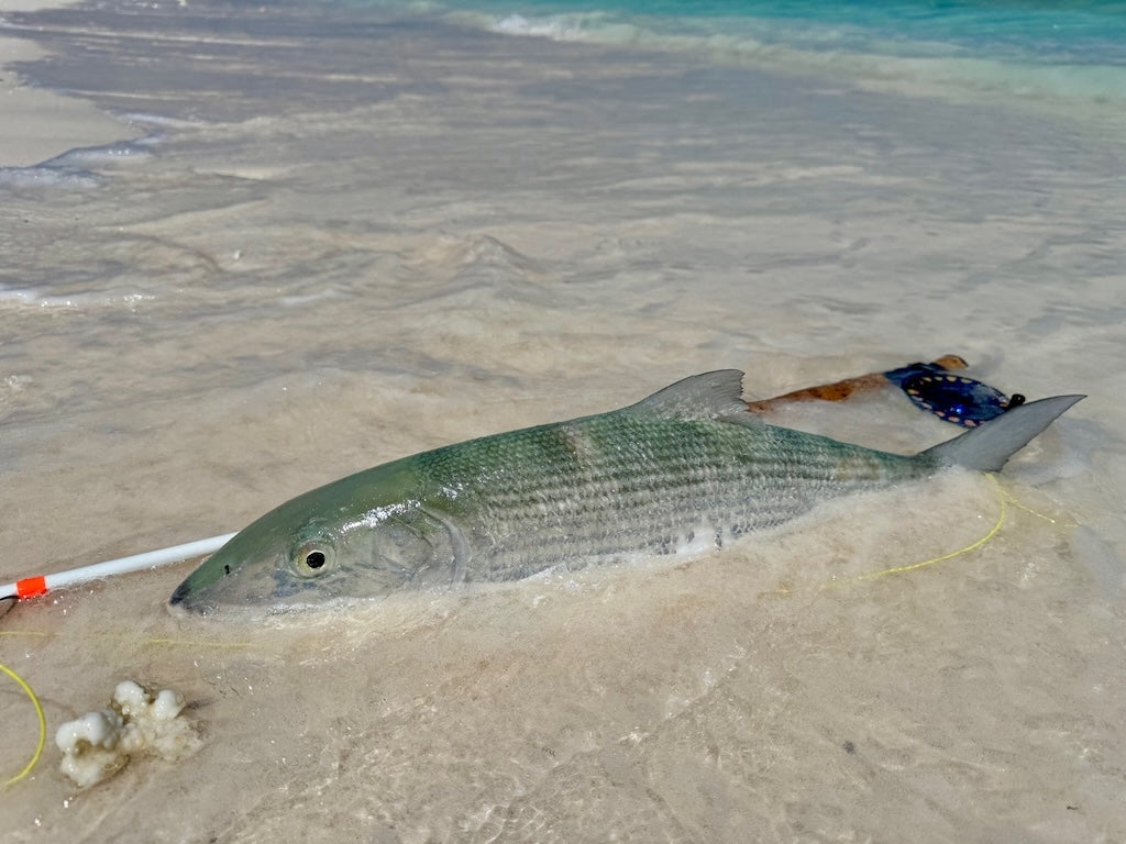 Sand Shrimp Mix Pack's