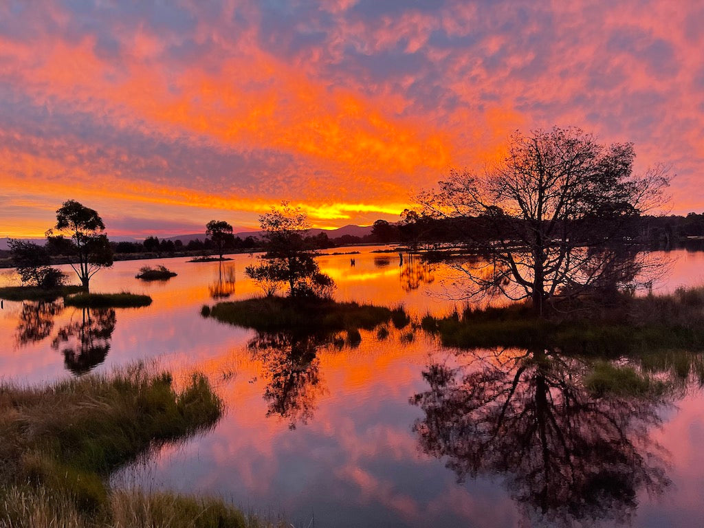 Skinny Damsel Dry Fly Mix Pack's