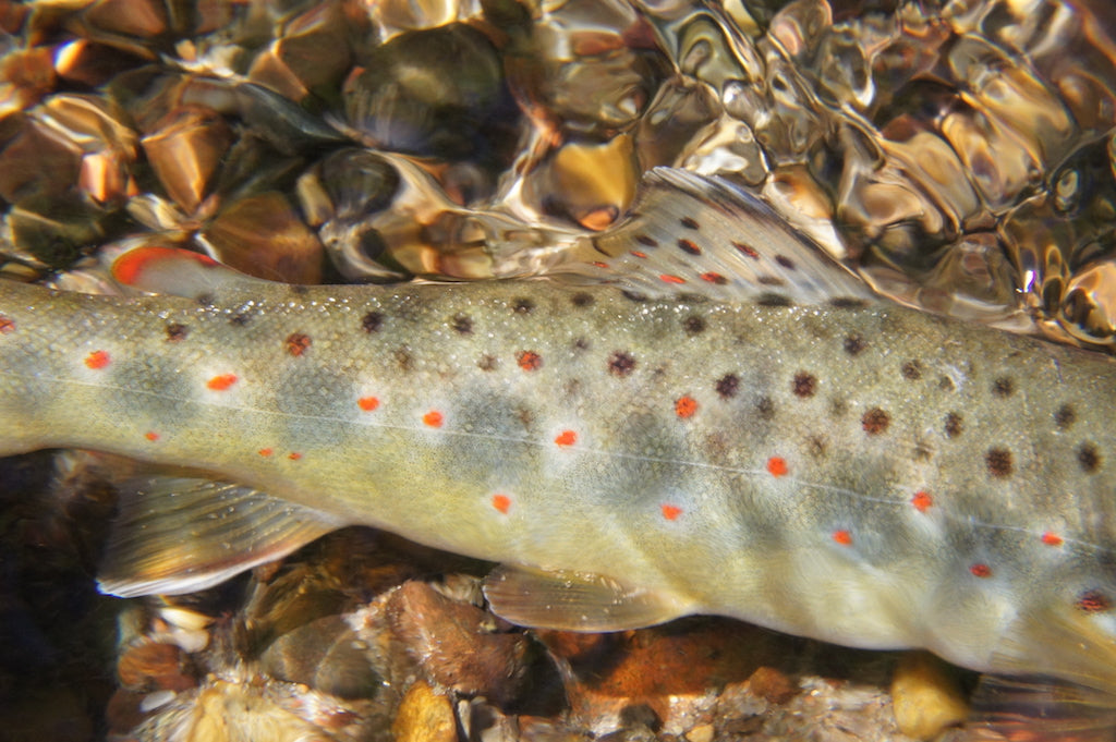 Loaded 7-S/M Dry Fly Mix-Slim Fly Boxes.