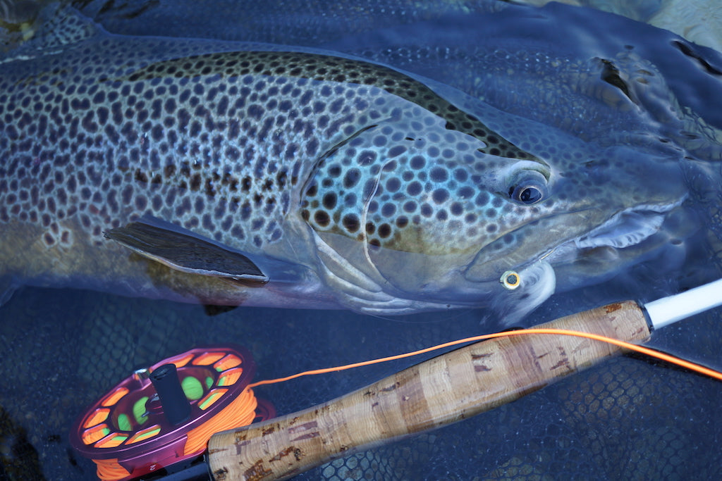 Deadly Minnow-Barred-Fluro