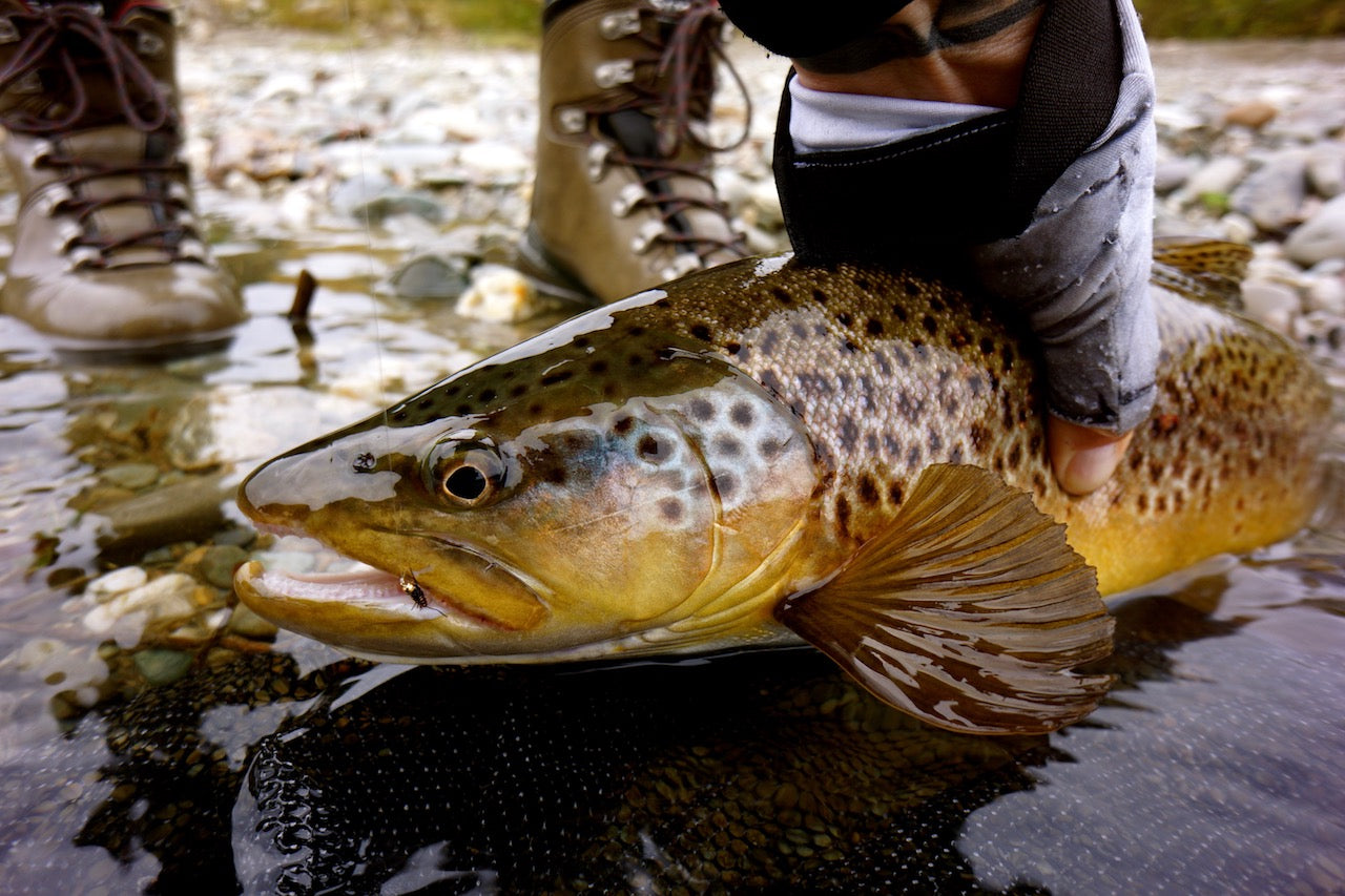 Deadly Nymph-Top Seller