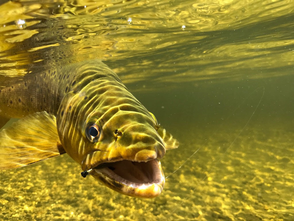 Loaded 10-Dry Fly & Nymph Mix-Double-Silicone Fly Box