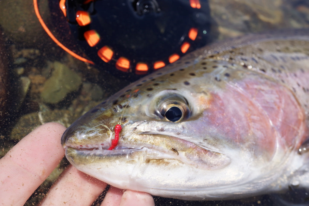 Hot Killer Midge Mix Pack's