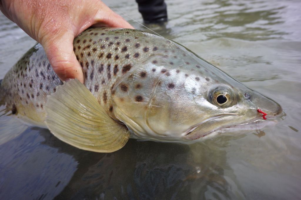 Hot Killer Midge Mix Pack's