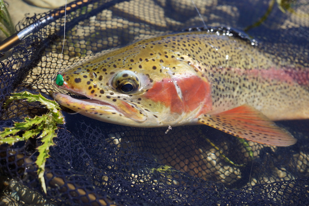 Loaded 8-S/M-South Island Specific NZ-Dry Fly Mix-Slim Fly Boxes.