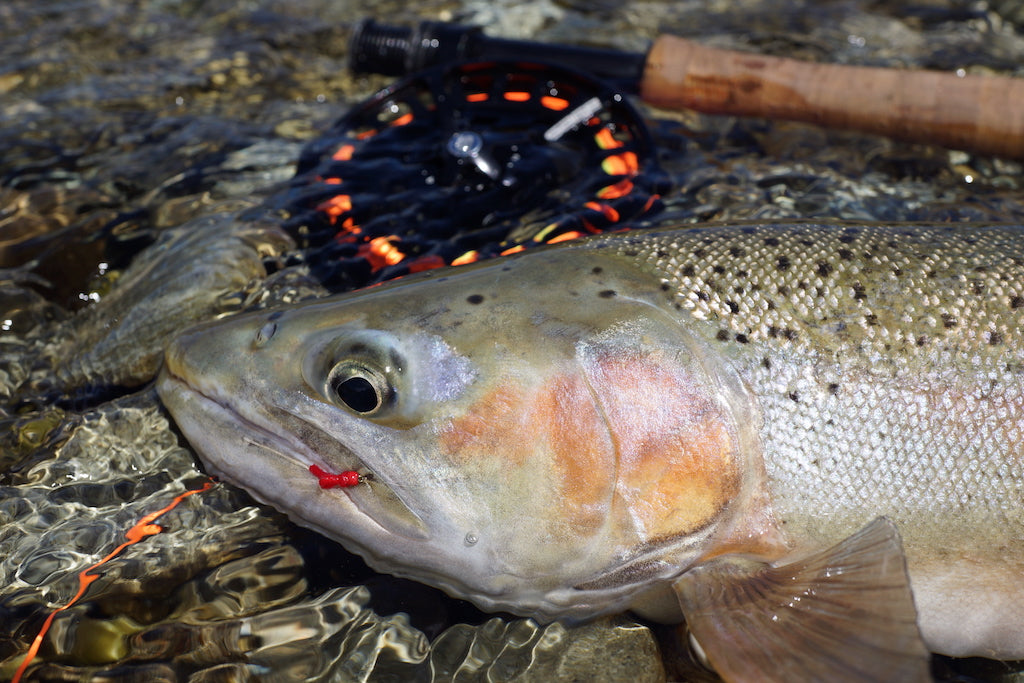 Hot Killer Midge Mix Pack's