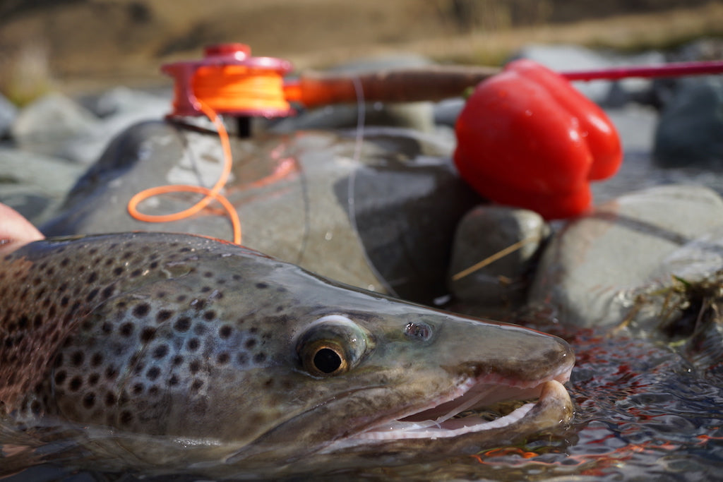 Sexy Minnow-The Ultimate Baitfish/Smelt
