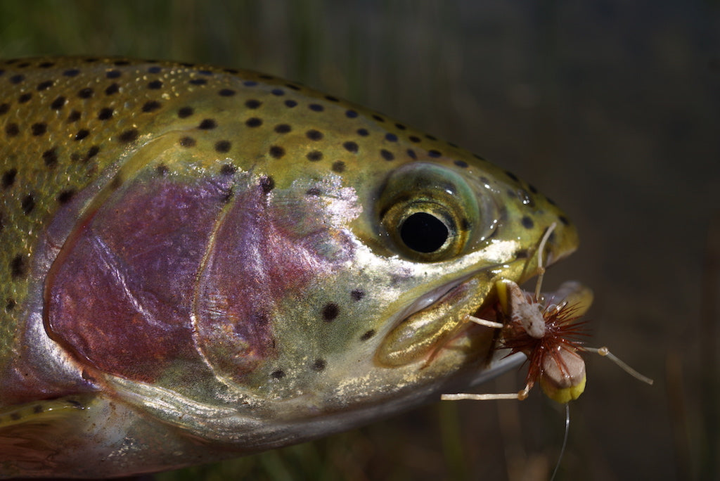 Loaded 7-S/M Dry Fly Mix-Slim Fly Boxes.