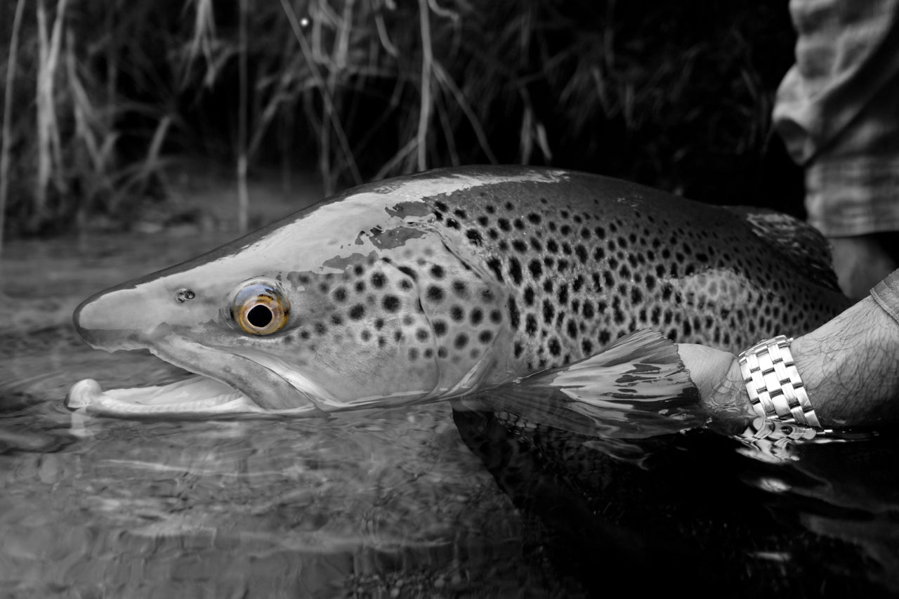 Loaded 6-Mayfly-Dry Fly Mix-Slim Fly Boxes.