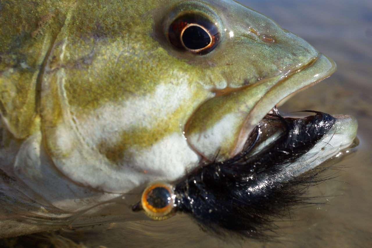 Deadly Minnow Baitfish Mix Pack's