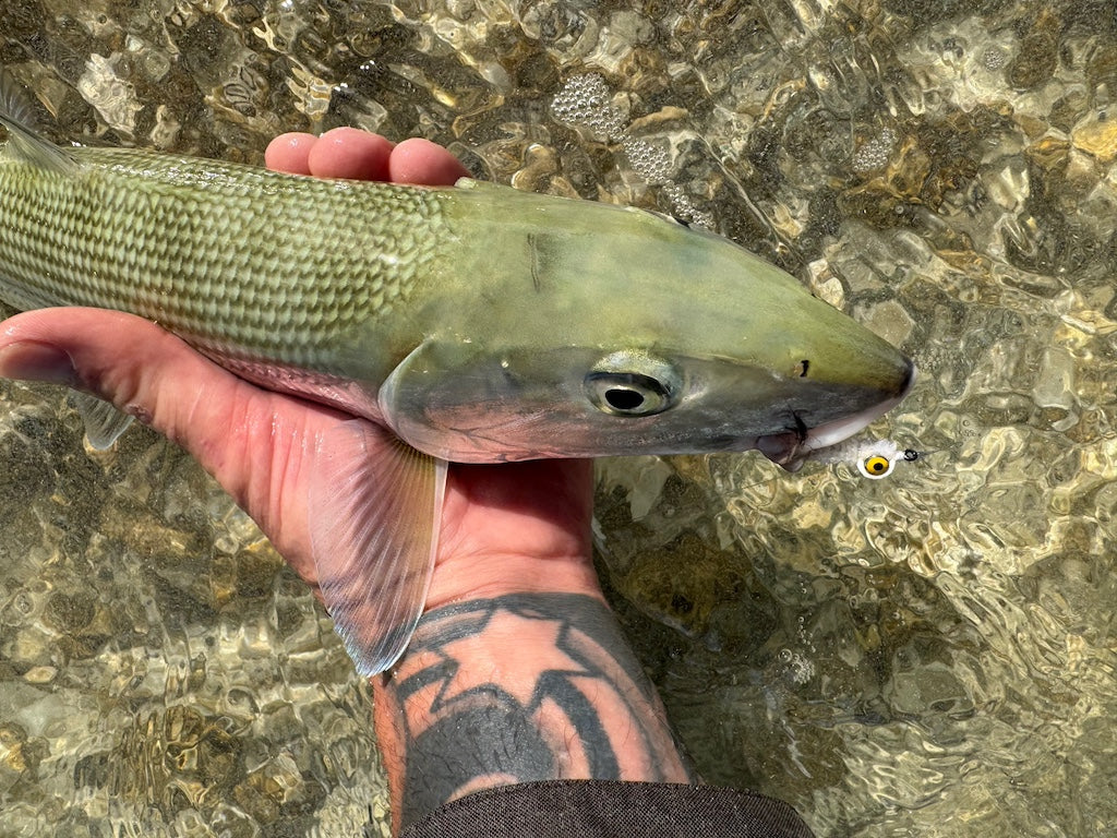 The Gimp-A Fish Record Fly.