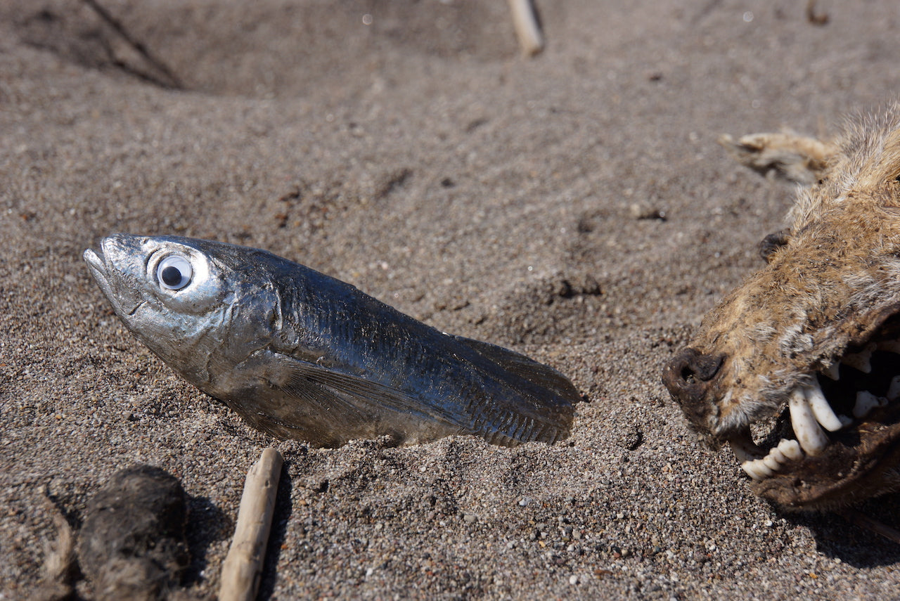 Barred Sand Shrimp
