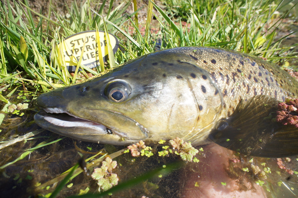 Loaded 14-Deadly Nymph-Mayfly-Slim Fly Box.