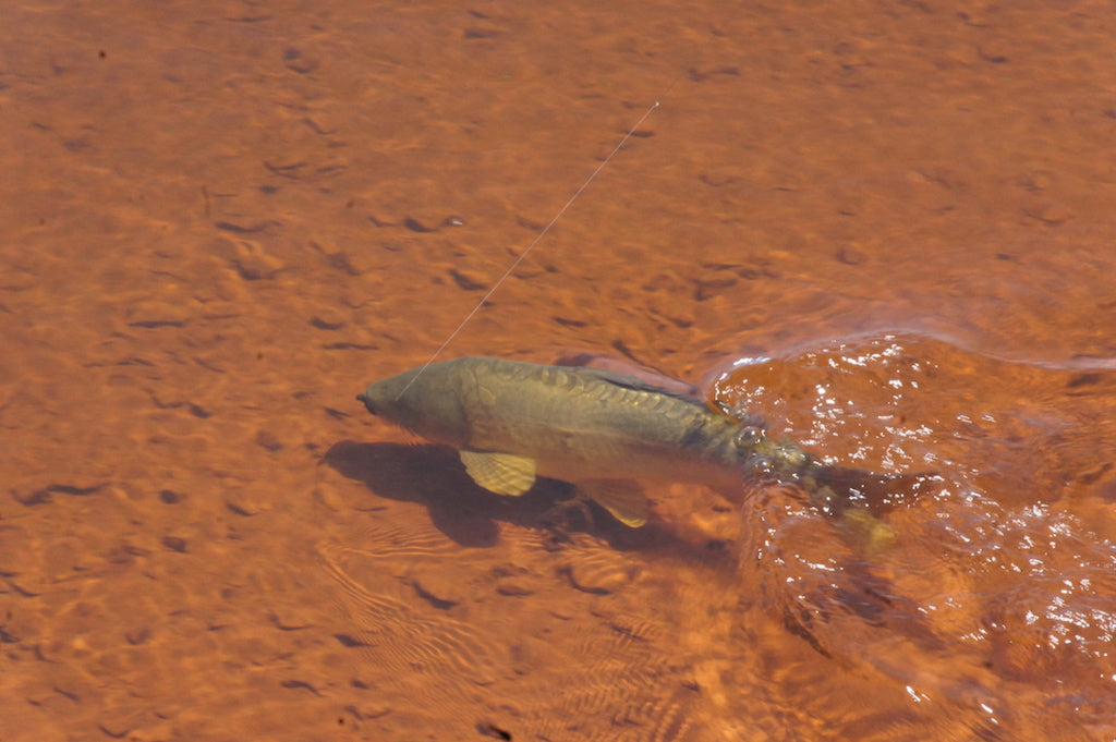 Barred Sand Shrimp
