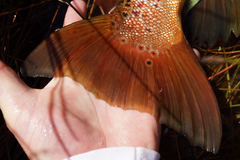 Loaded 8-S/M-South Island Specific NZ-Dry Fly Mix-Slim Fly Boxes.