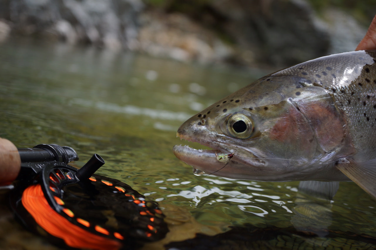 Deadly Caddis Pupae
