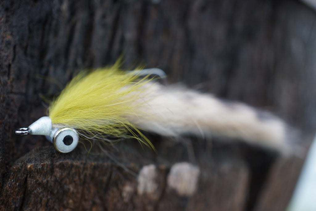 Barred Sand Shrimp
