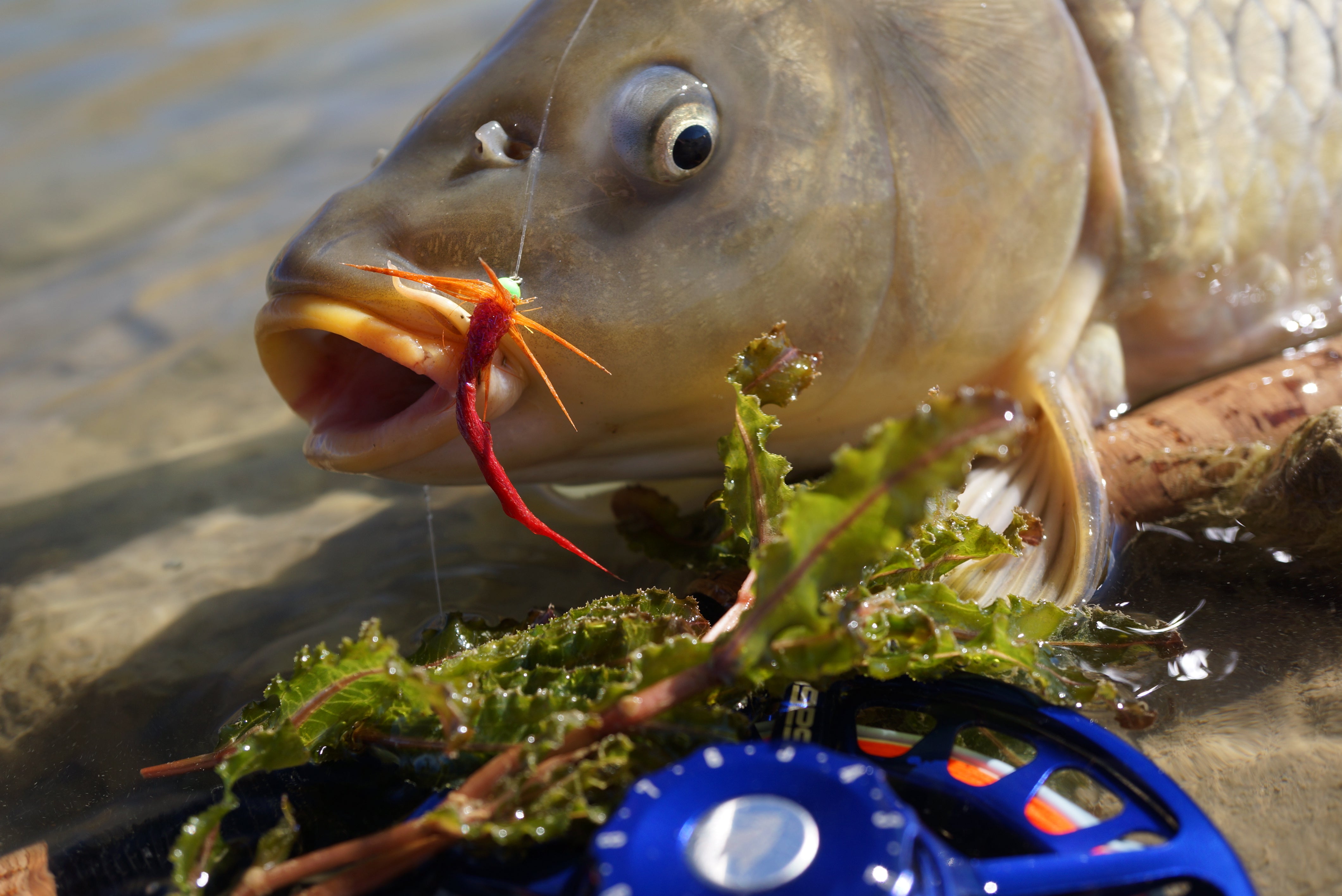 Carp Cookie
