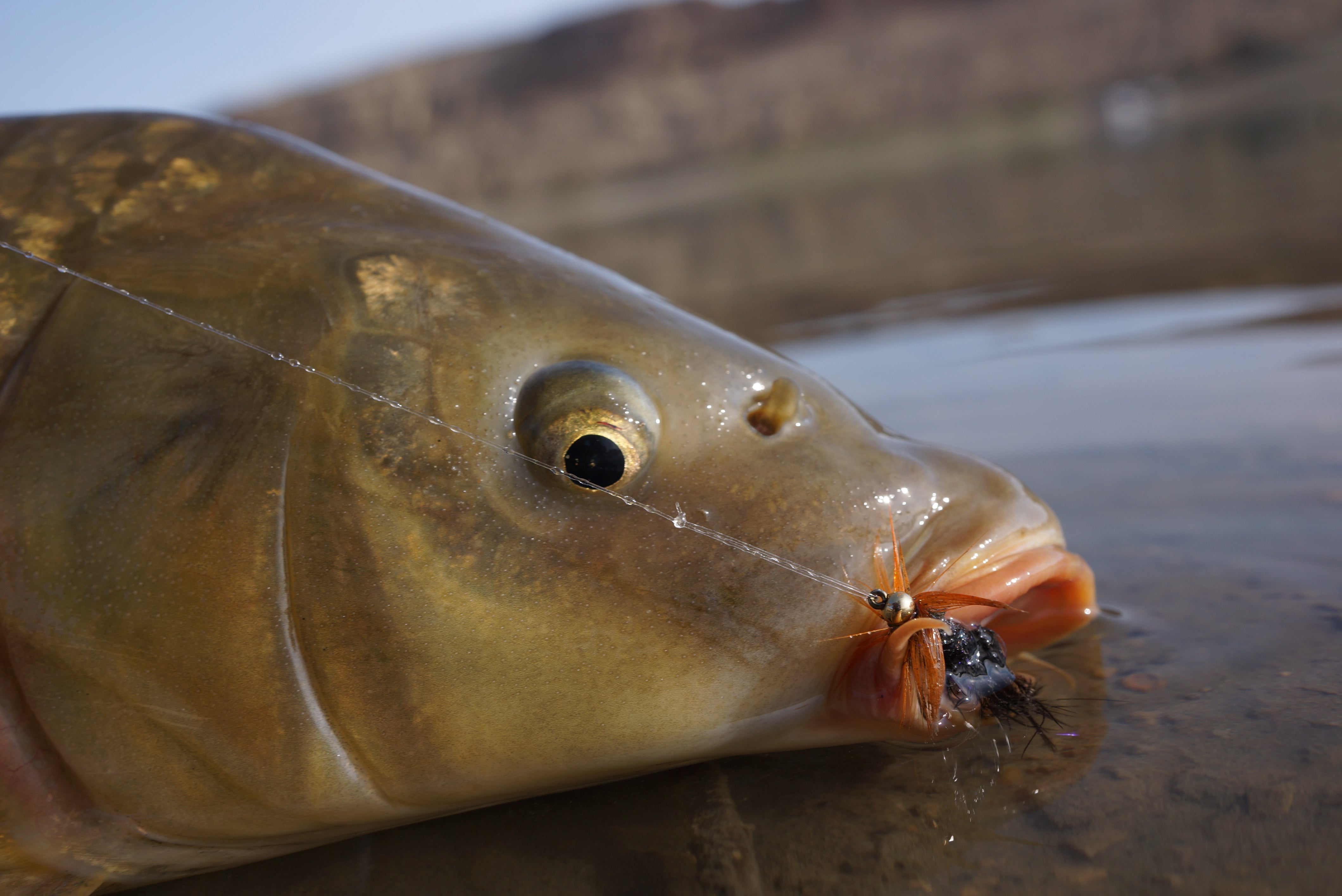 Carp Cookie