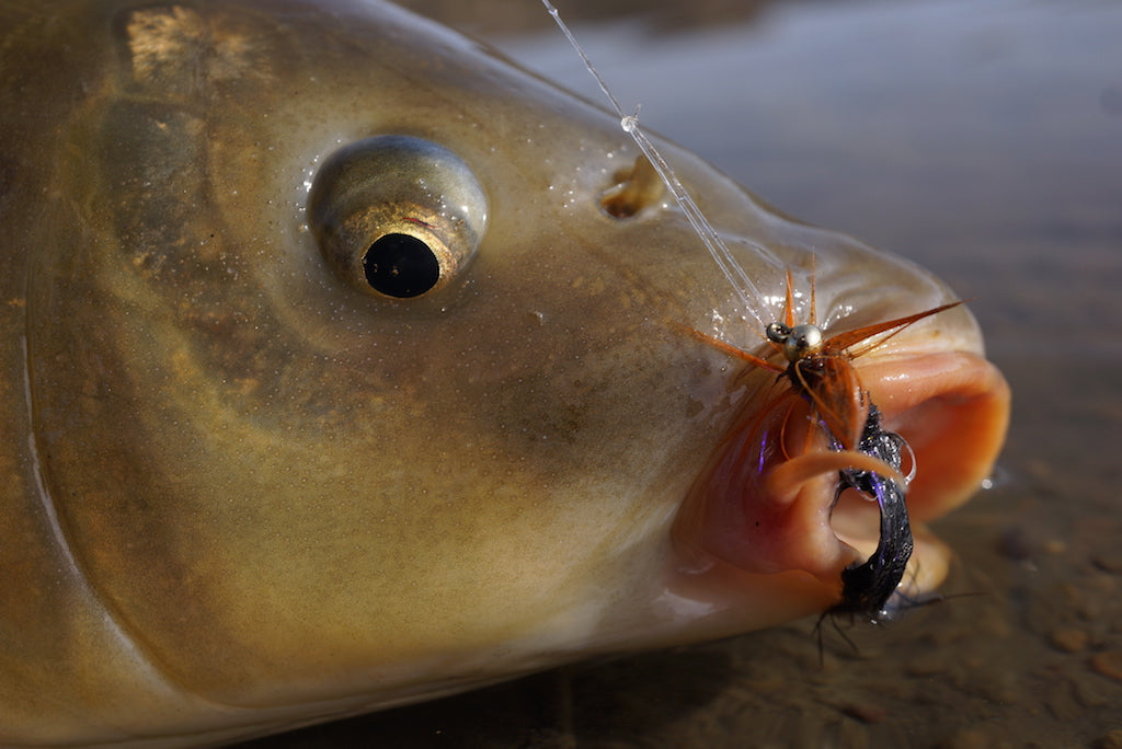 Carp Cookie