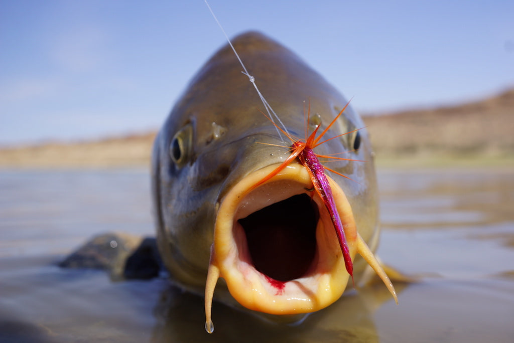 Carp Cookie