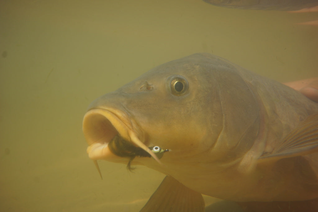 The Gimp-A Fish Record Fly.