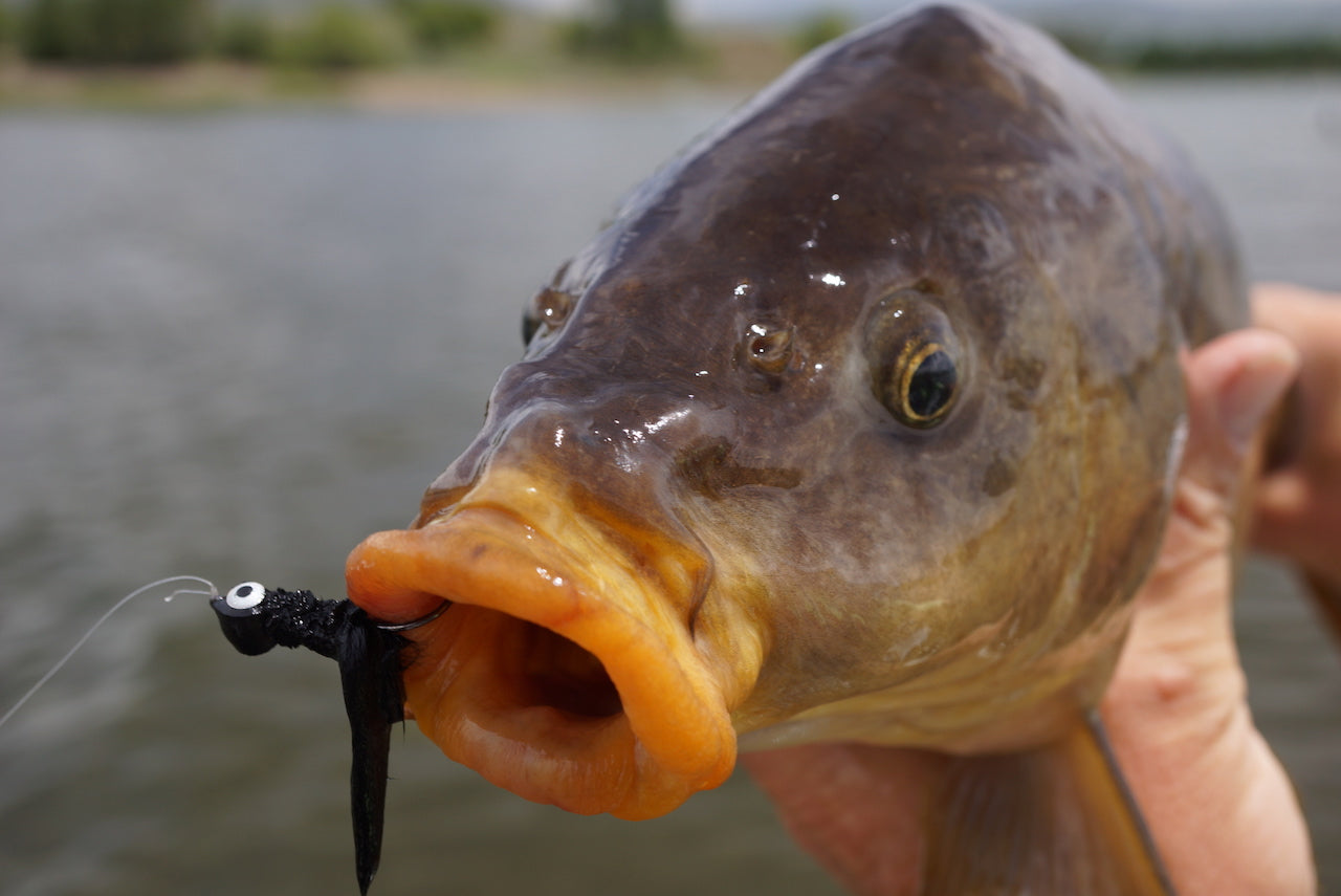 The Gimp-A Fish Record Fly.