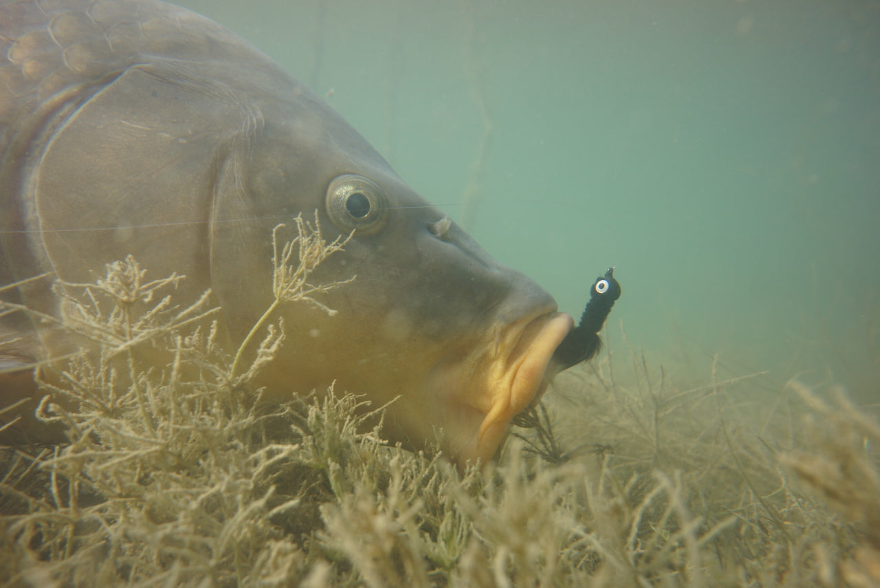 The Gimp-A Fish Record Fly.