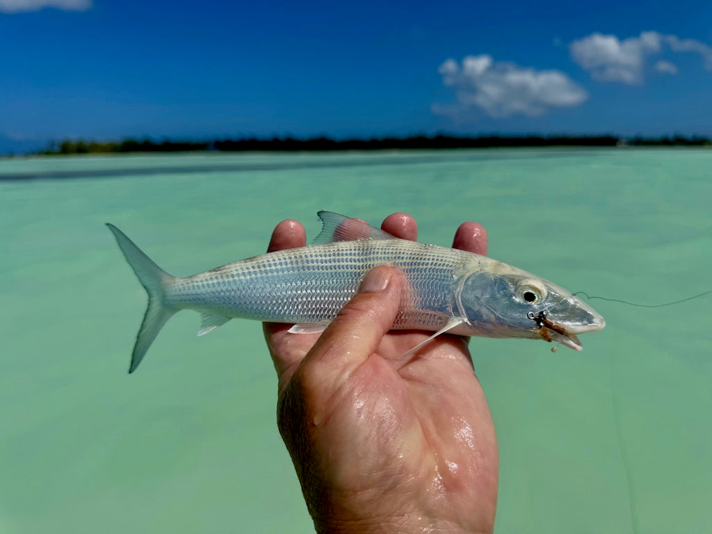 Torpedo Shrimp