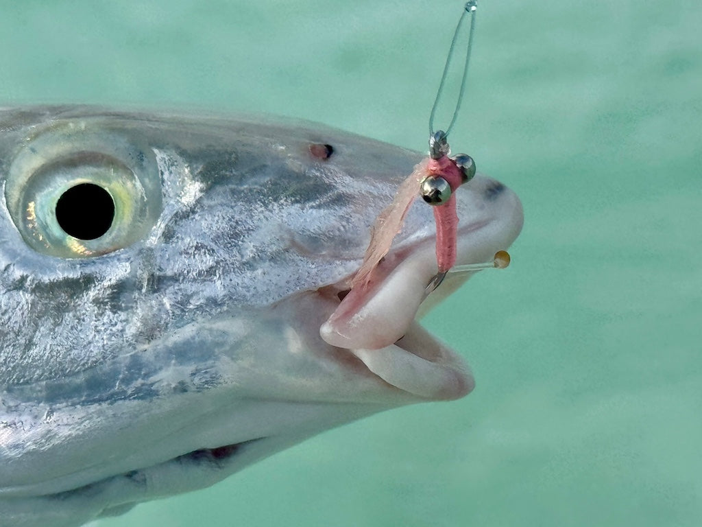 Torpedo Shrimp