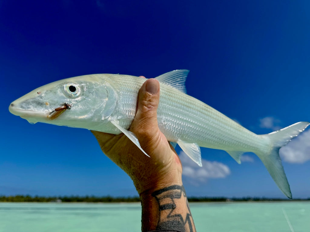Bonefish Torpedo Shrimp Mix Pack's